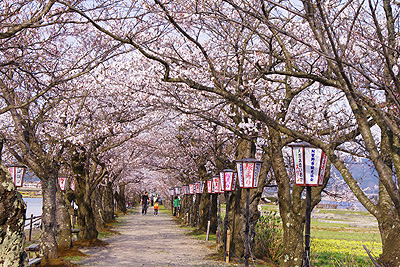 瓢湖の桜