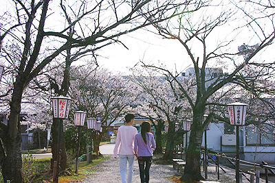 瓢湖の桜