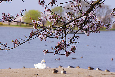 瓢湖の桜