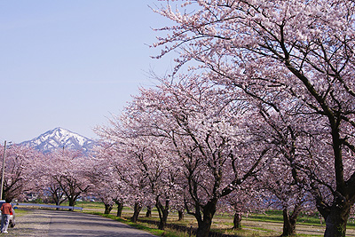 桜