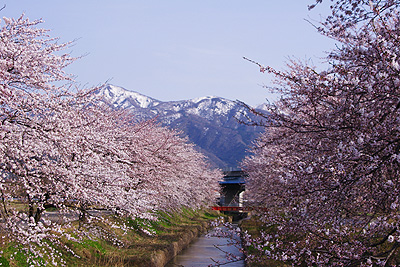 桜