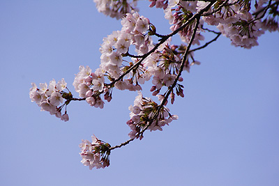 桜