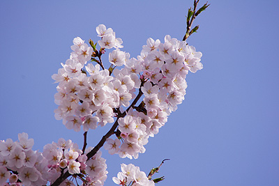 桜