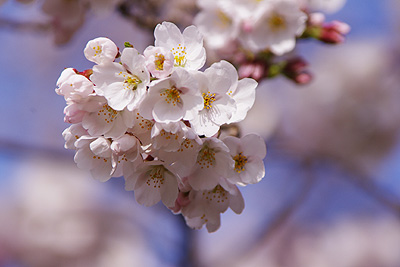 桜