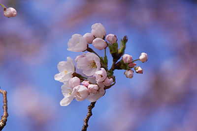 桜