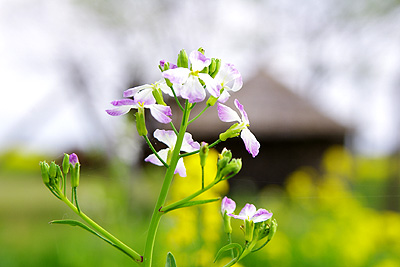 大根の花