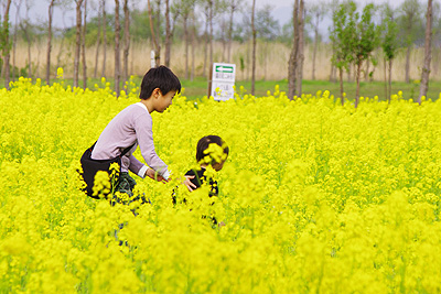 菜の花