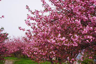 瓢湖の八重桜