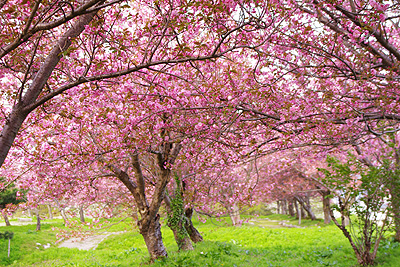 瓢湖の八重桜