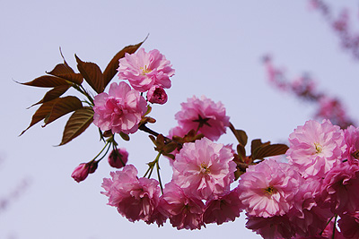 瓢湖の八重桜