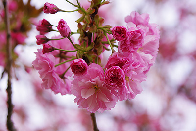 瓢湖の八重桜