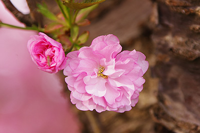 瓢湖の八重桜