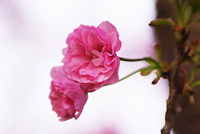 瓢湖の八重桜