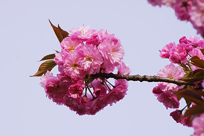 瓢湖の八重桜