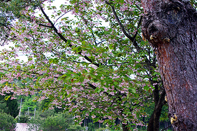 桜