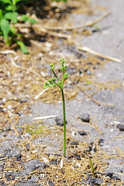 ど根性ワラビ