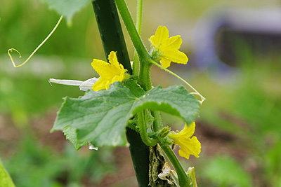 キュウリの花