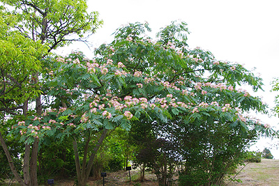 ネムの花