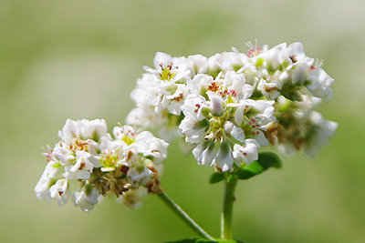 蕎麦の花