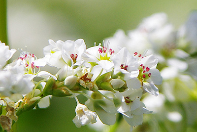 蕎麦の花