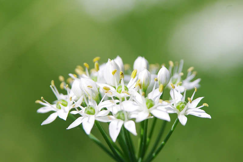 ニラの花