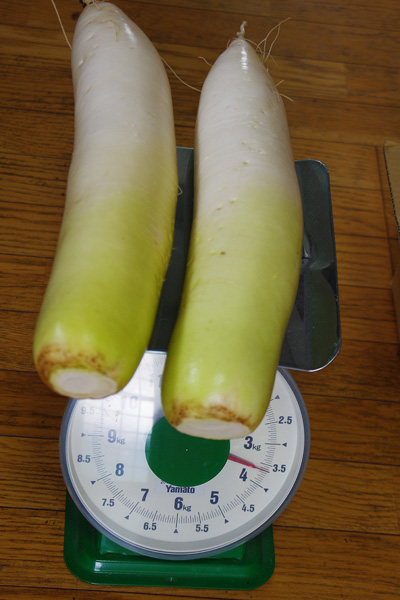 daikon2.jpg