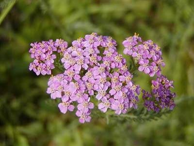 何の花？