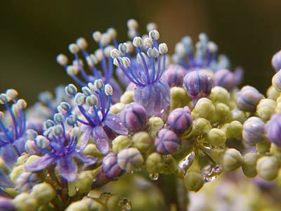 紫陽花