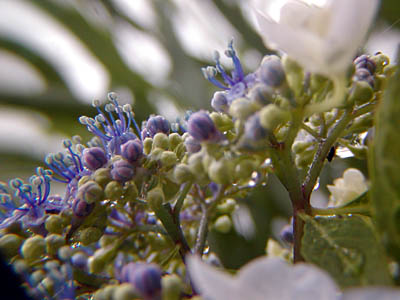 紫陽花