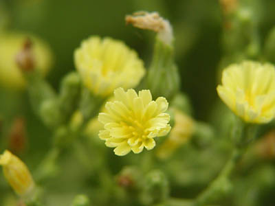 レタスの花