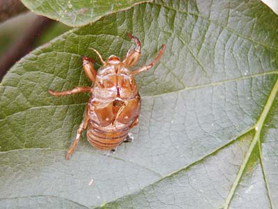 セミの抜け殻