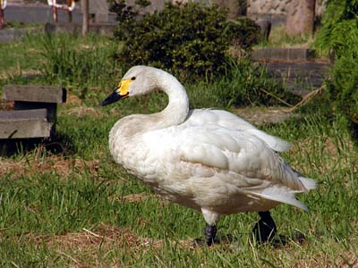 怪我をした白鳥