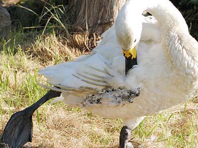 怪我をした白鳥