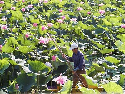 瓢湖の蓮