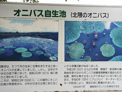 オニバス