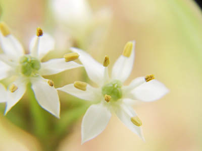 ニラの花