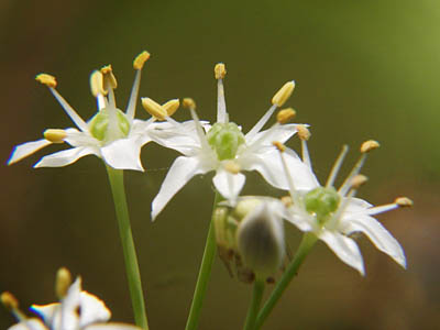 ニラの花