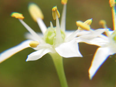 ニラの花