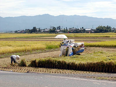 稲刈り