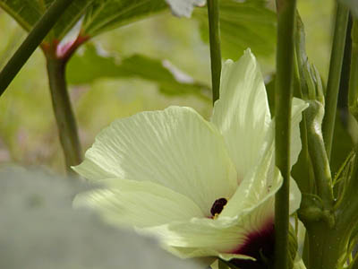 オクラの花