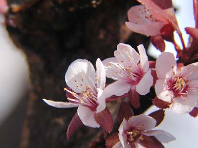 プラムの花