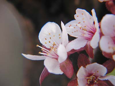 プラムの花