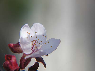 プラムの花