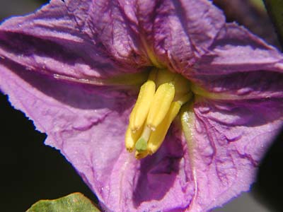 茄子の花