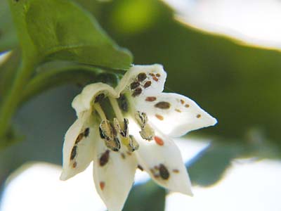 ピーマンの花