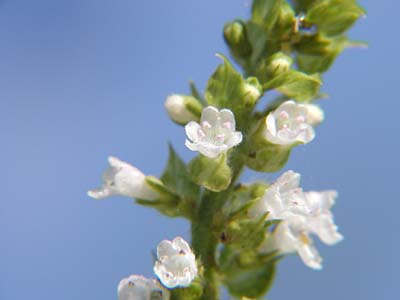 青紫蘇の花