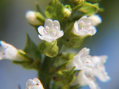 青紫蘇の花