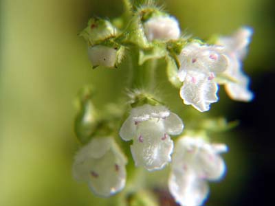 青紫蘇の花