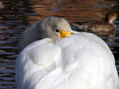 瓢湖の白鳥