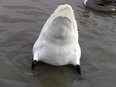 瓢湖の白鳥